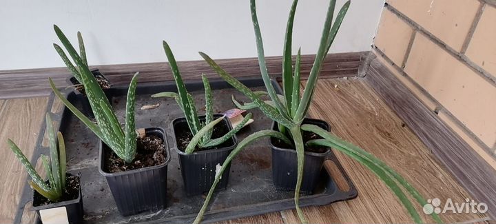 Лечебный алое вера