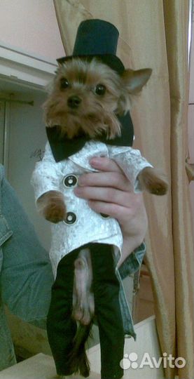 Пошив одежды для собак и кошек