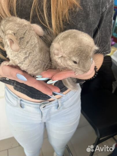 Шиншиллы разных цветов