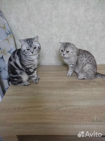 Шотландские котята