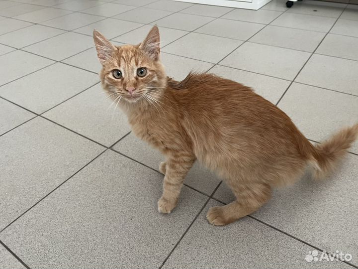 Котик в добрые руки