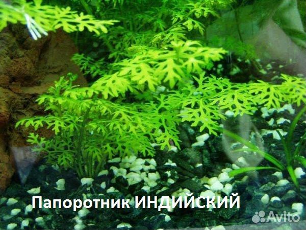 Аквариумные растения