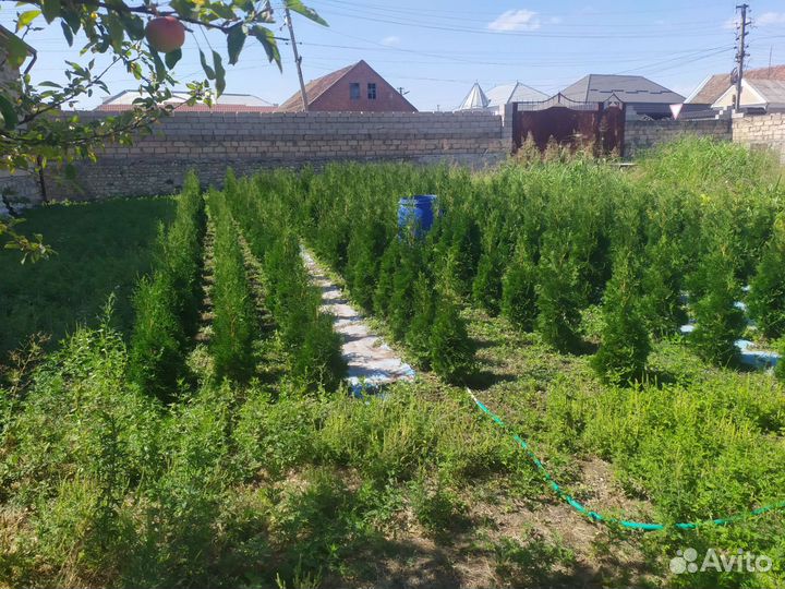 Туи смарагд есть колосовидные ещё