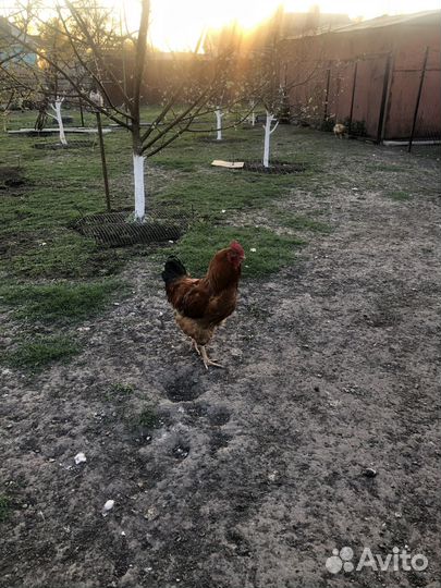 Продажа петуха