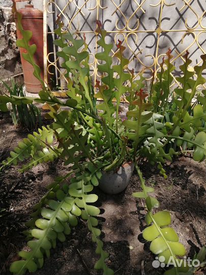 Цветы домашние. Эпифиллум угловатый