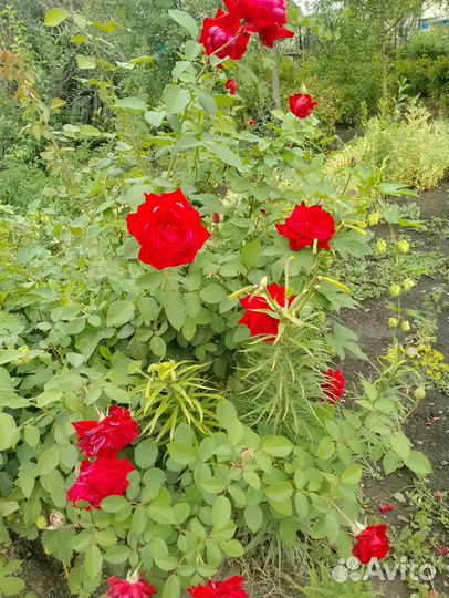 Розы букеты