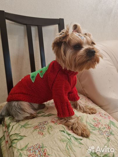 Костюм для животных