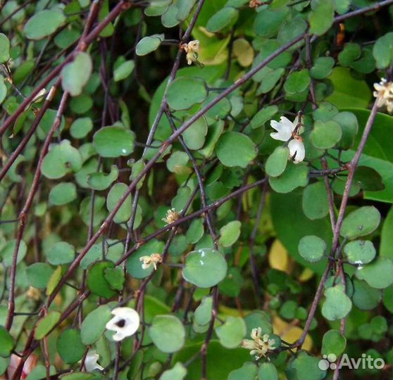 Мюленбекия, жимолость