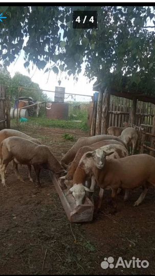 Овцы бараны