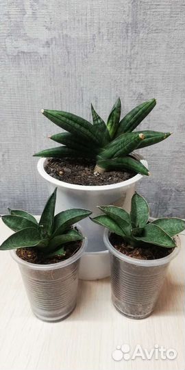 Сансевьерия сортовая