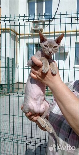 Канадский сфинкс отдам
