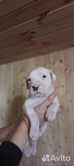 Щенки аргентинского дога