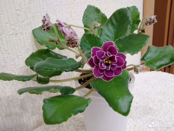 Фиалки цветущие в горшках