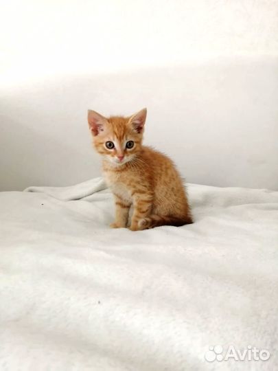 Рыжий котенок
