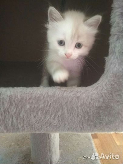 Невские маскарадные котята