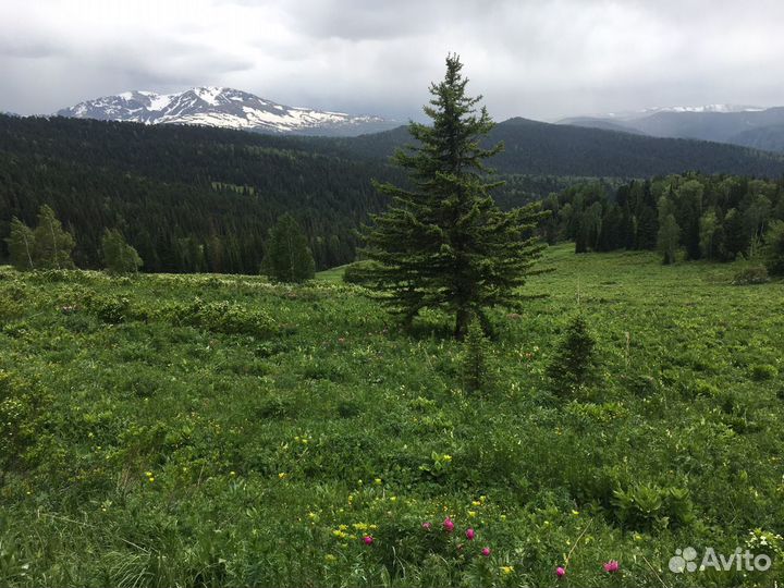 Красная гора. Автоэкскурсии, автотуры Алтай