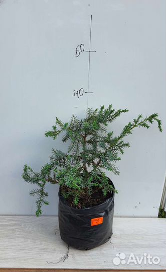 Можжевельник