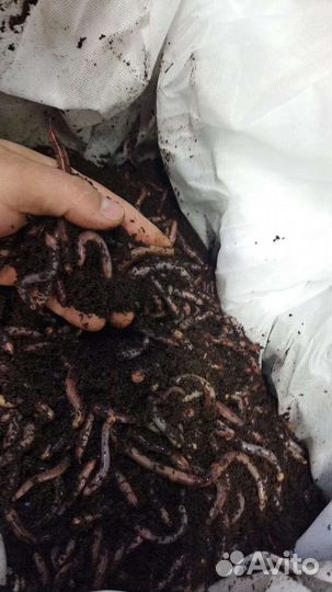 Червь навозный