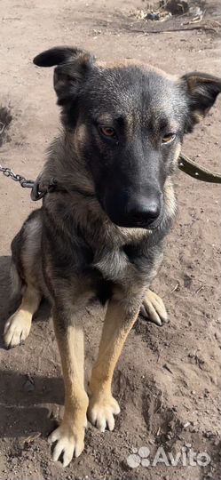 Отдам в добрые руки