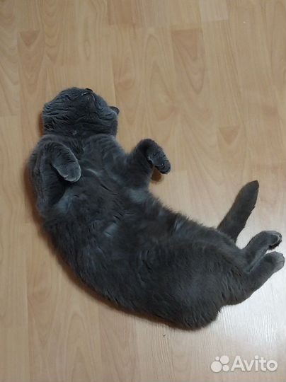 Британец кот вязка
