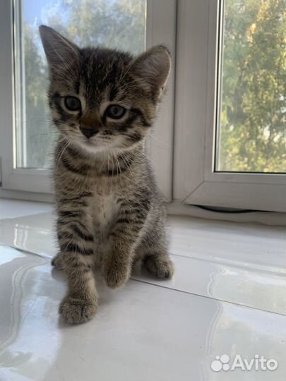 Котенок