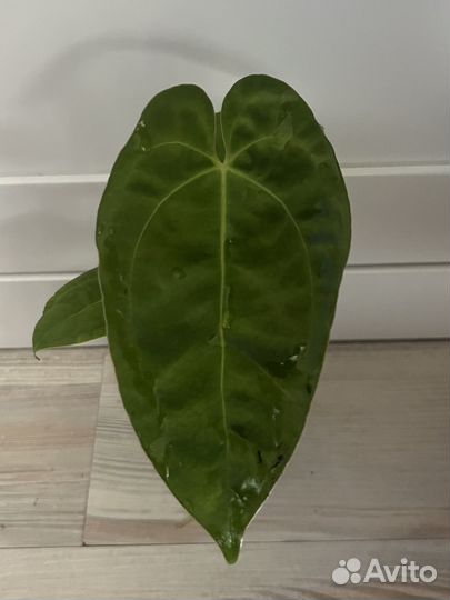 Антуриум papixzaraxpapi FS