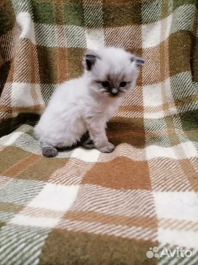 Котенок от вислоухой Шотланской породистой кошки