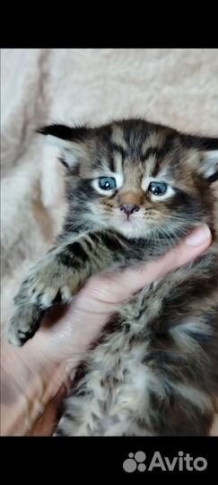 Котята