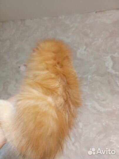 Котята мейн-кун