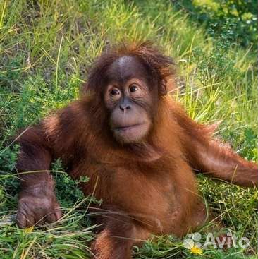 VIP тур в Геленджик (