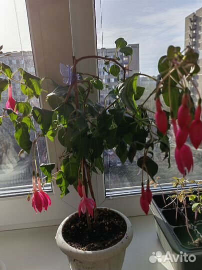 Комнатные растения цветы