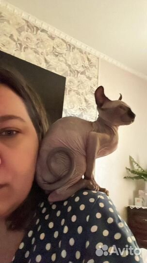 Канадский сфинкс