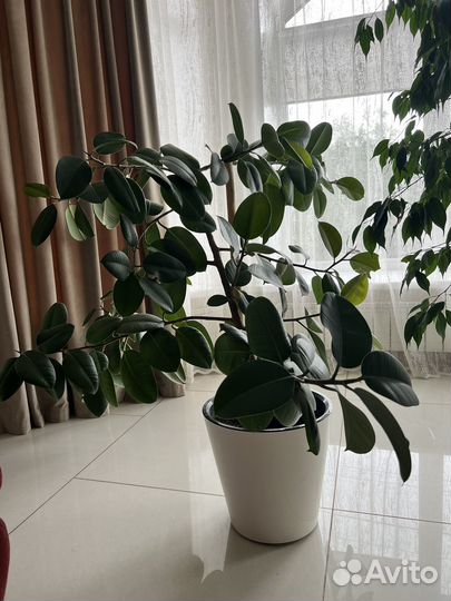 Фикус каучуконосный большой