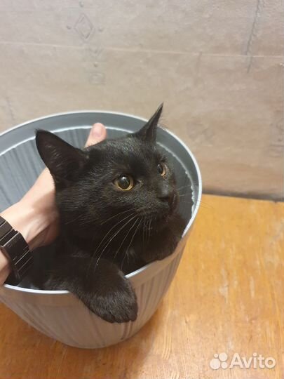 Праздничные коты