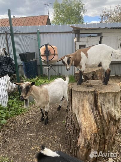 Коза, козочка