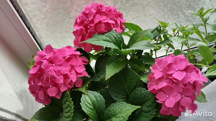 Очень много красивых цветов