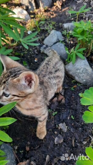 Бенгальские котята