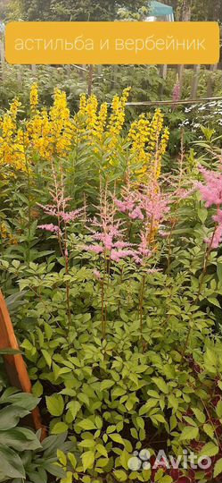 Цветы многолетники