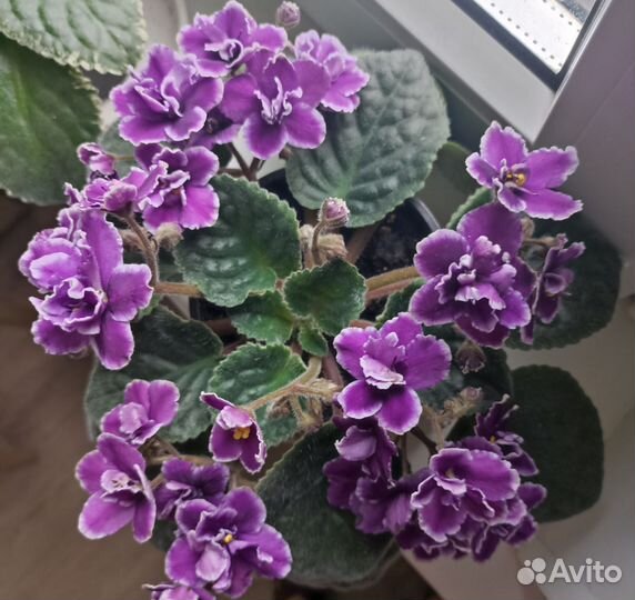 Фиалка лист срез