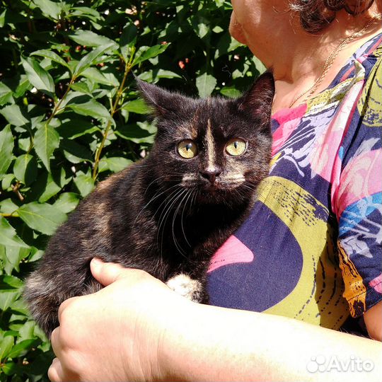 Котенок в добрые руки