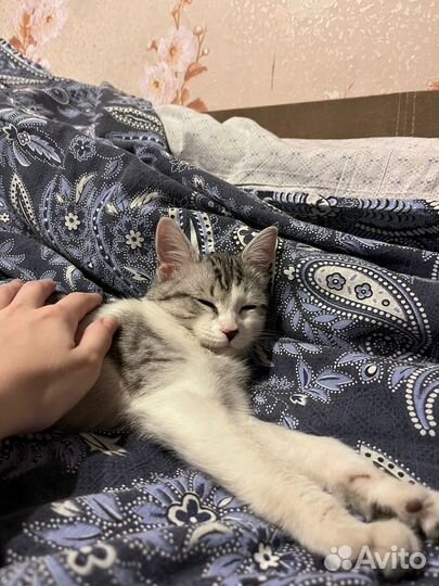 Кошка