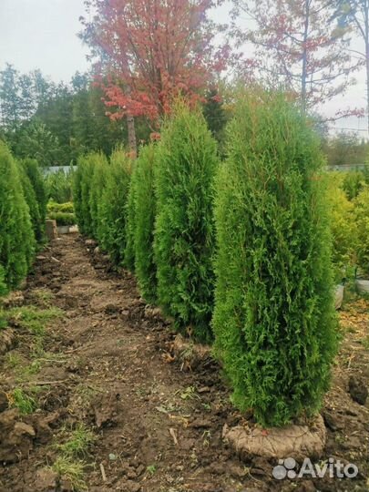 Туя смарагд,и туя калумна,а также галубая ель