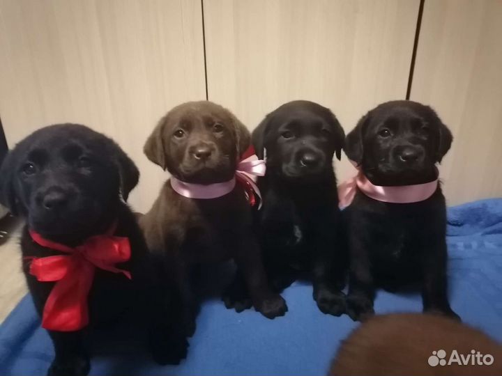 Щенки лабрадора