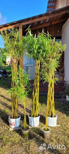 Ивовые пальмы