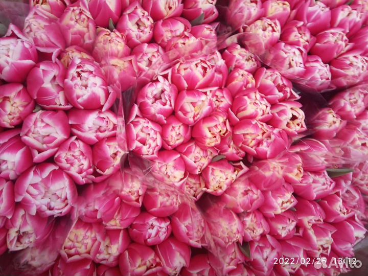 Тюльпаны к 8 марта оптом