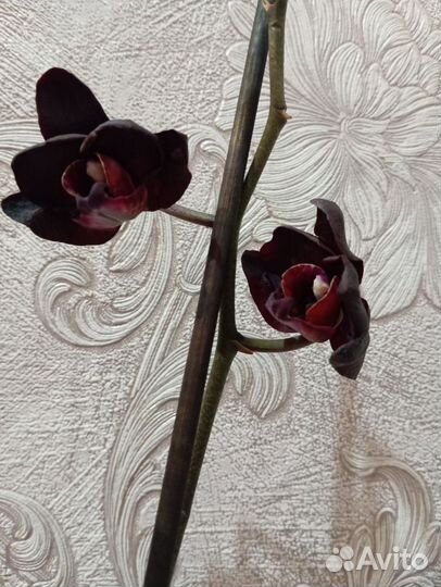 Чёрная птица