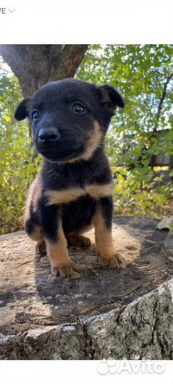 Щенки в поиске дома