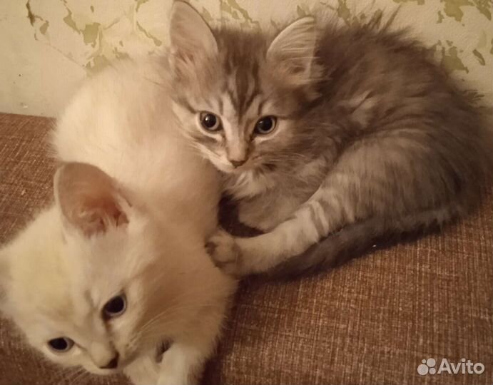 Котята в добрые руки