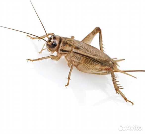 Сверчки кормовые