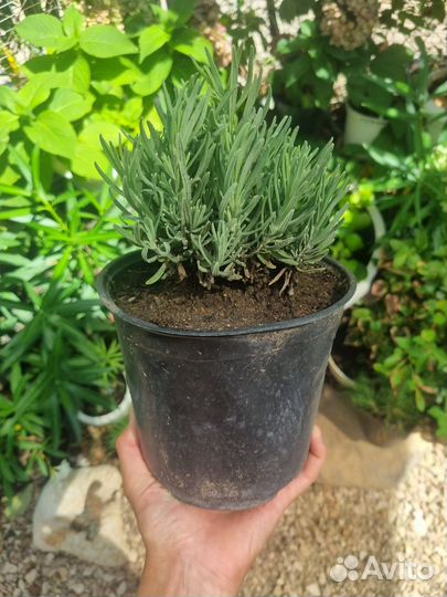 Саженцы розовой лаванды Розеа